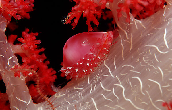 Egg Shell, False Cowry