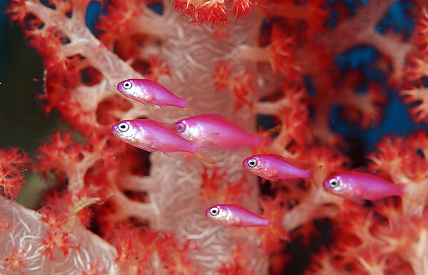 Juvenile Lyrethail anthias