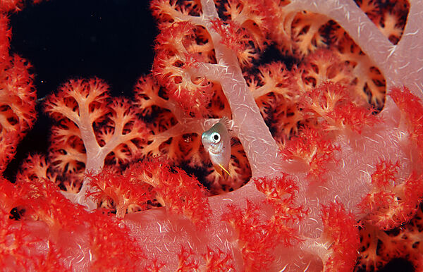 Philippinen-Chromis