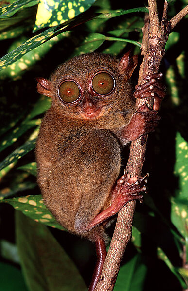 Philippinischer Tarsier, Koboldmaki