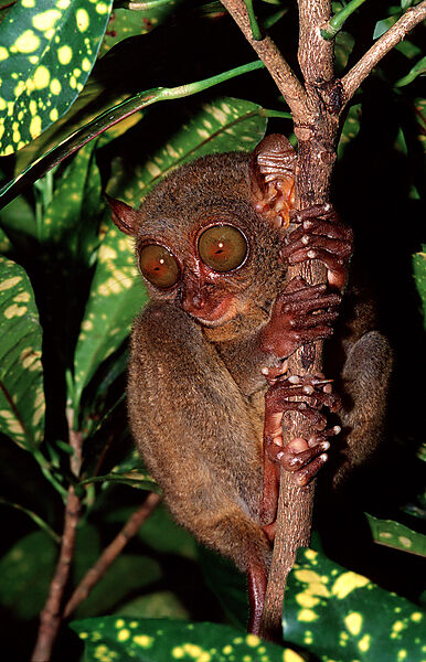 Philippinischer Tarsier, Koboldmaki