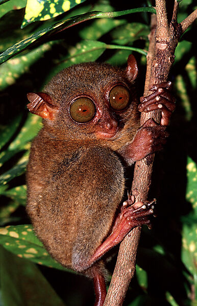 Philippinischer Tarsier, Koboldmaki