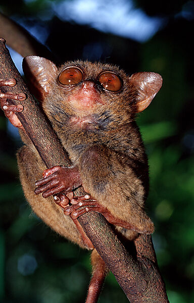 Philippinischer Tarsier, Koboldmaki