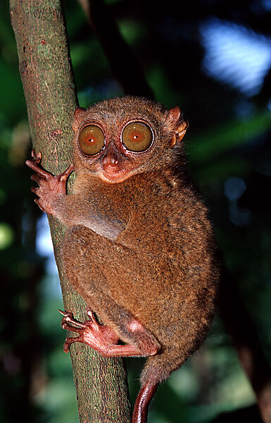 Philippinischer Tarsier, Koboldmaki