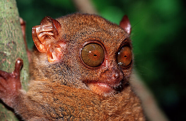 Philippinischer Tarsier, Koboldmaki