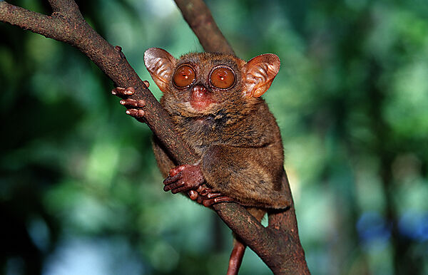 Philippinischer Tarsier, Koboldmaki