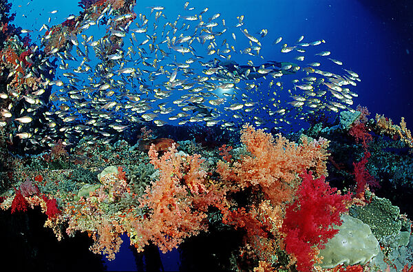 soft corals on ship wreck Aida
