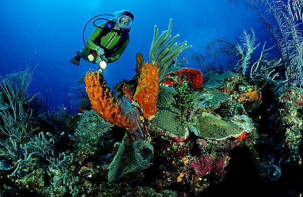 caribbean reef and scuba diver