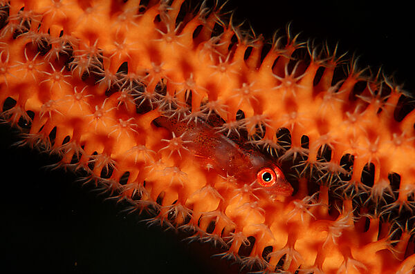 Loki whip-goby on a whip coral