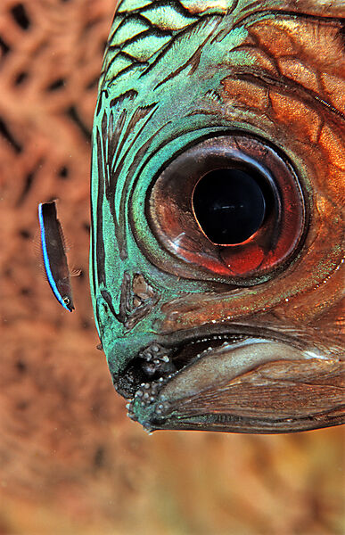 Bronze soldierfish and Cleaner wrasse