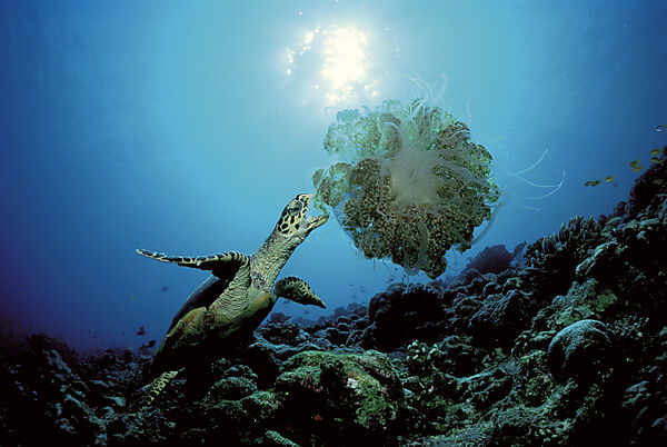 Hawksbill turtle eating jellyfish