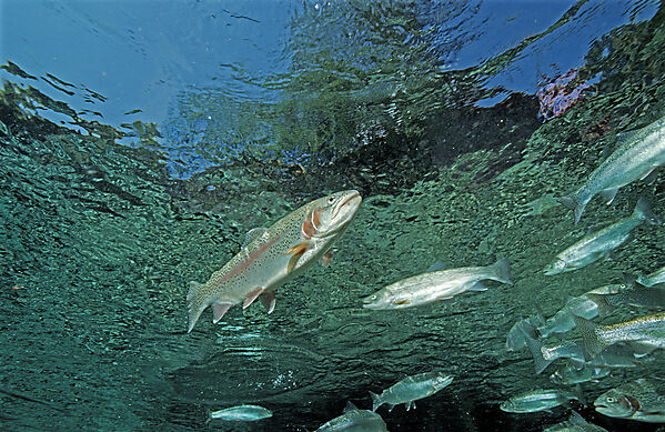 rainbow trout
