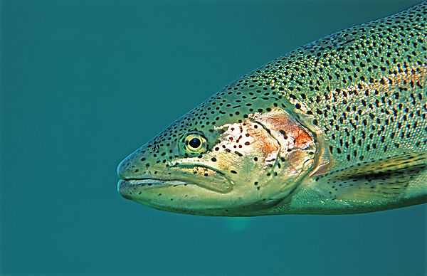 rainbow trout