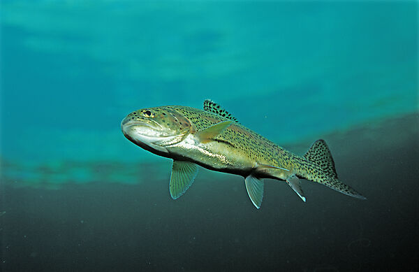 rainbow trout