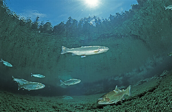 rainbow trout