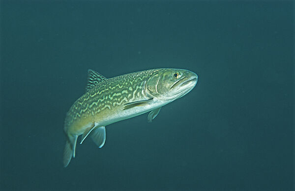 Salmonidae