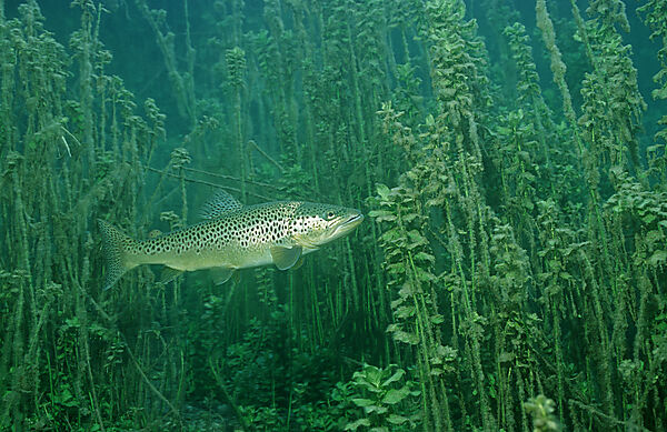 Trout