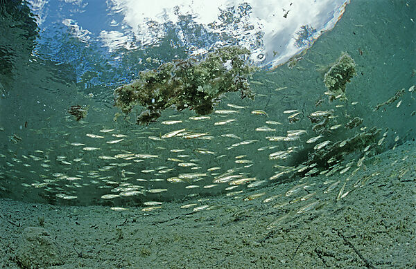 Minnow, school of minnows