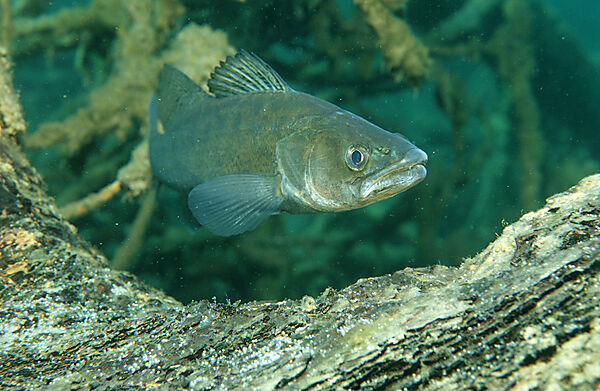 pikeperch watching spawn