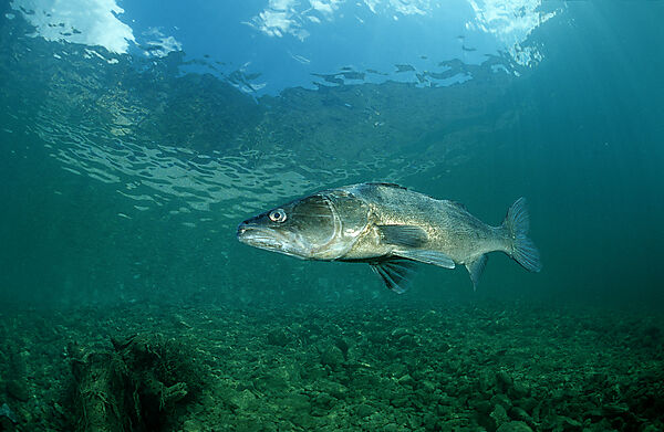Zander