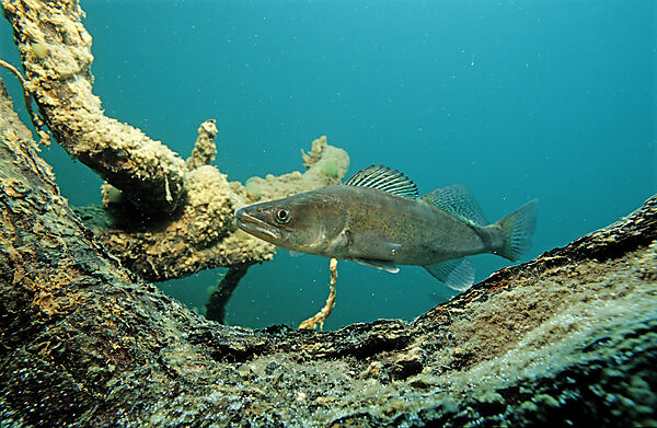 pikeperch watching spawn