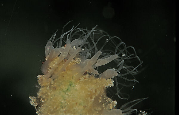 Suesswasserpolyp, Hydra