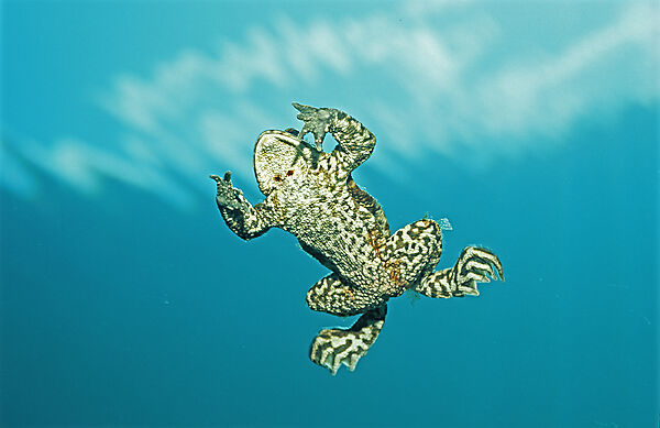 Erdkroete schwimmt zur Wasseroberflaeche