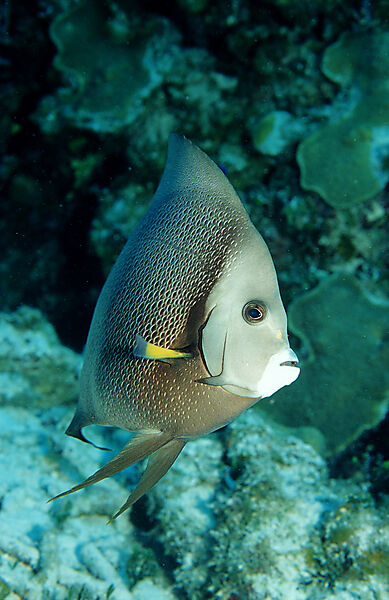 Grauer Kaiserfisch