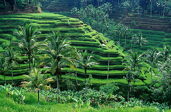 rice field