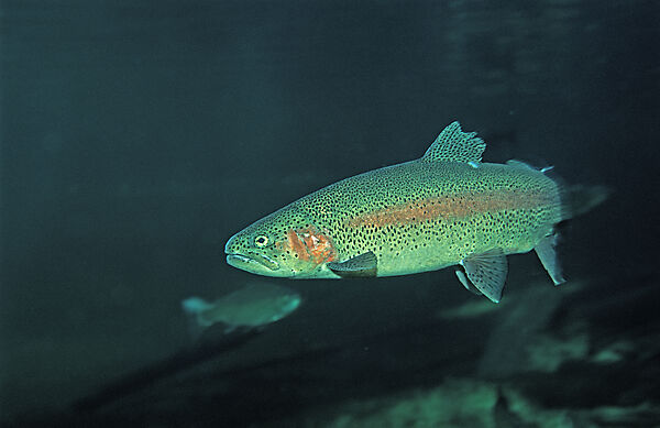 Regenbogenforelle
