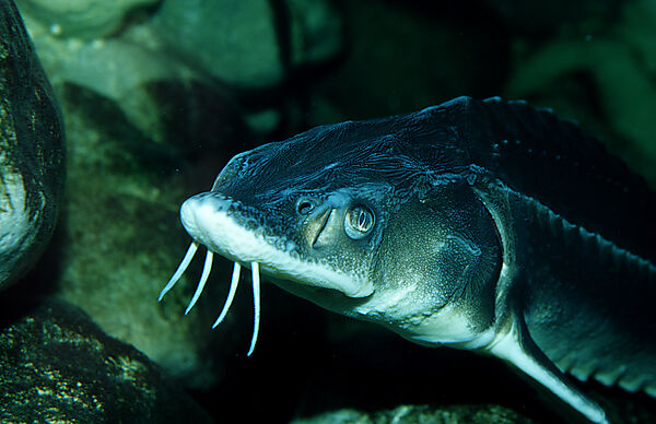 Russian sturgeon, Danube sturgeon, Osetr