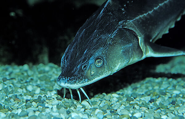 Russian sturgeon, Danube sturgeon, Osetr