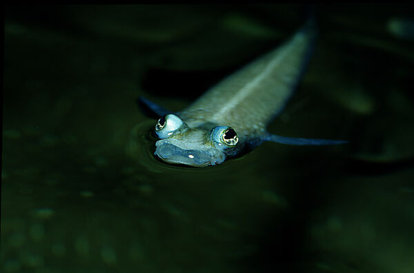 Vierauge, Vieraugenfisch