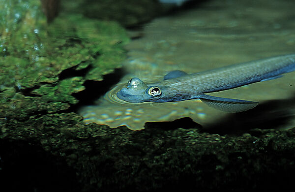 Vierauge, Vieraugenfisch