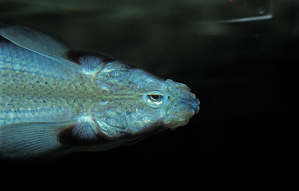 Vierauge, Vieraugenfisch