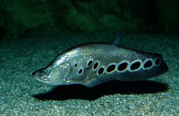 Messerfisch, Tausenddollarfisch