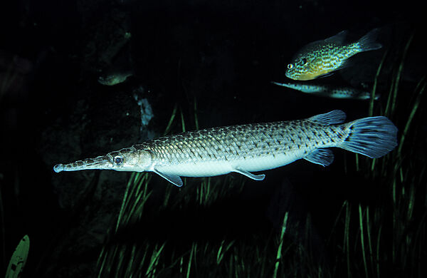 Gefleckter Knochenhecht, Kaimanfisch