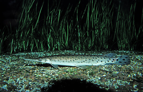 Gefleckter Knochenhecht, Kaimanfisch
