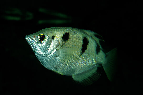 Schuetzenfisch, Schuetzenfisch
