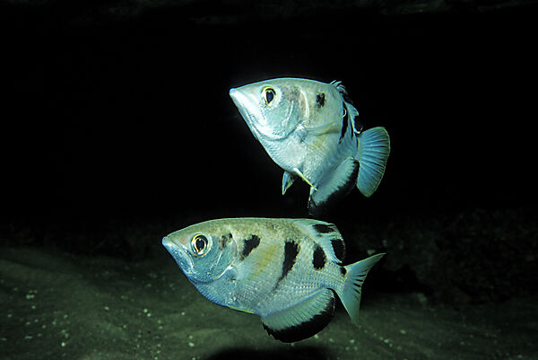Schuetzenfisch, Schuetzenfisch