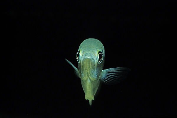 Schuetzenfisch, Schuetzenfisch