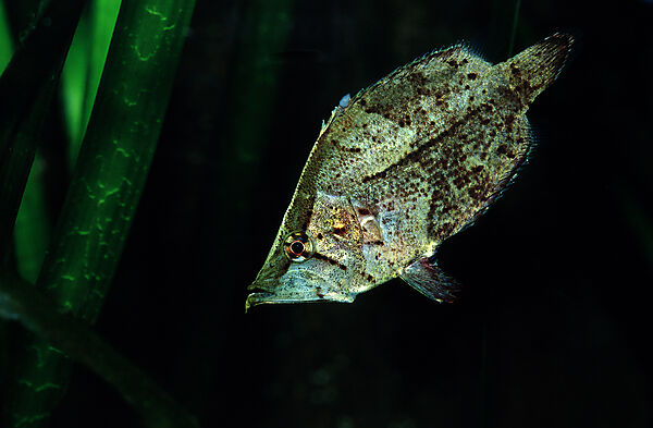 Blattfisch
