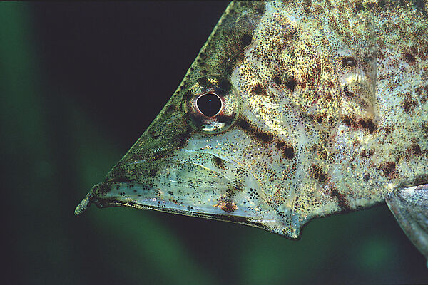 Blattfisch