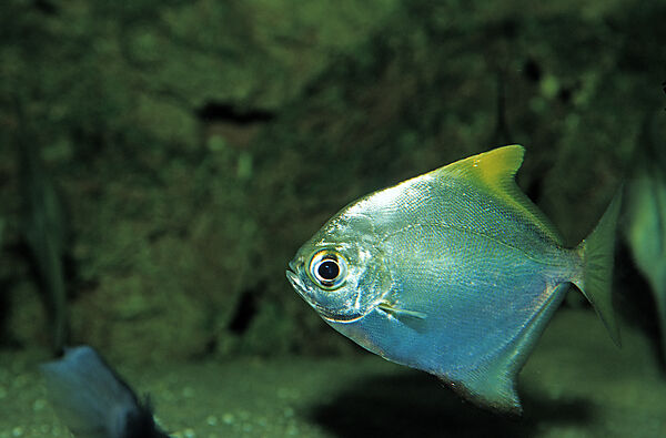 Malayan angel, Finger fish