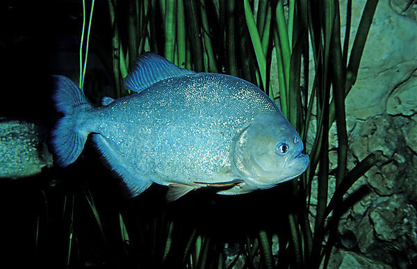 Roter Piranha, Piraya, Pirana