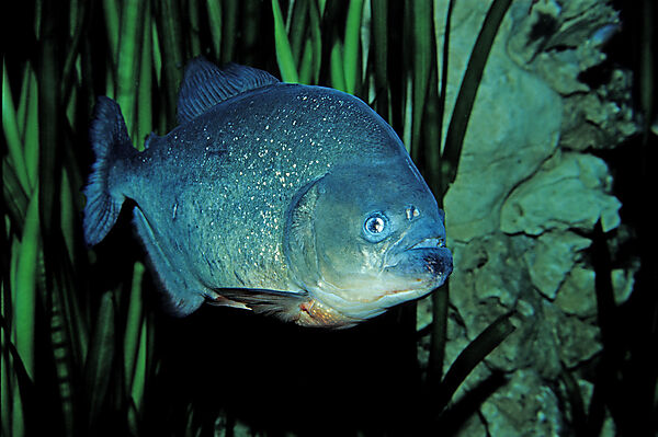 Roter Piranha, Piraya, Pirana