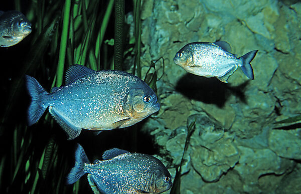 Roter Piranha, Piraya, Pirana
