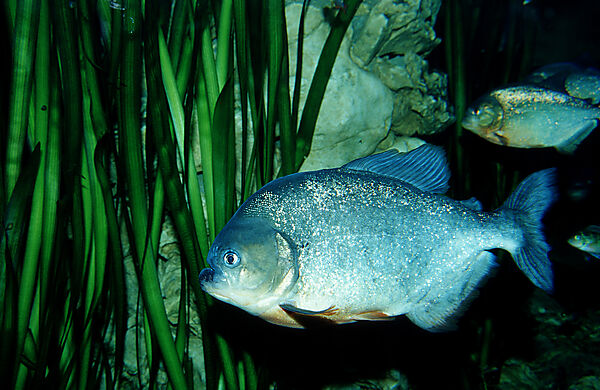 Roter Piranha, Piraya, Pirana