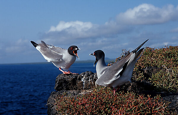 Two threatening swallow tailed gulls
