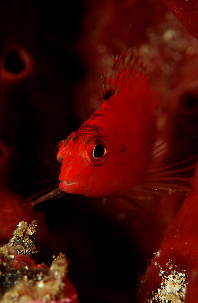 Flame hawkfish